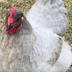 Meet your Posher, Martha